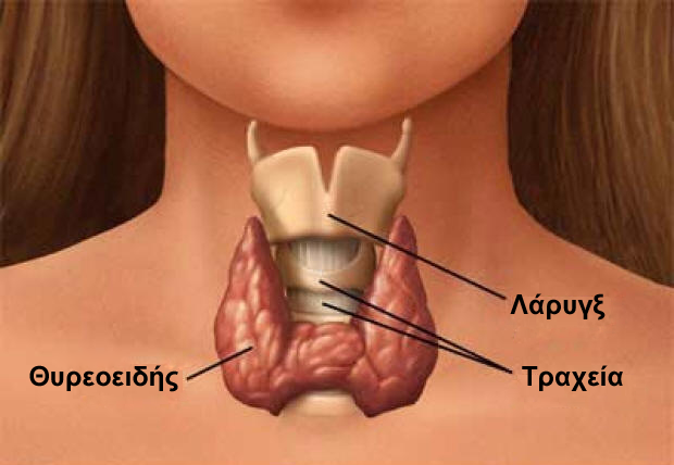 Θυρεοειδής