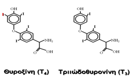 Thyroid Hormones 4 web