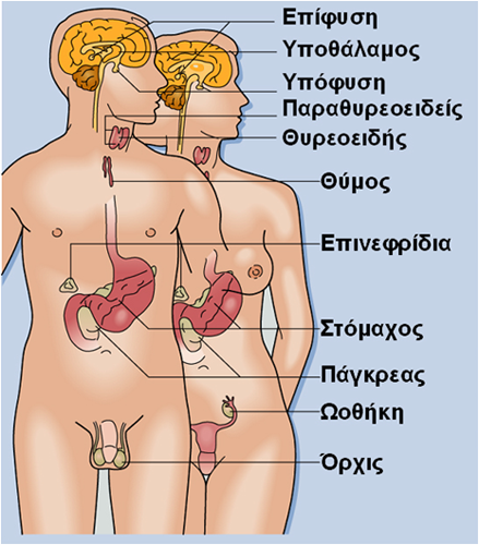 Endocrine_systemGR