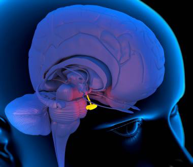Hypothalamus