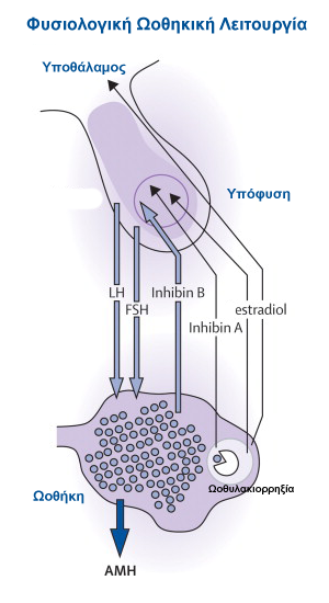 Normal_Ovarian_Function
