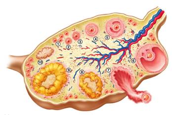 Ovary1