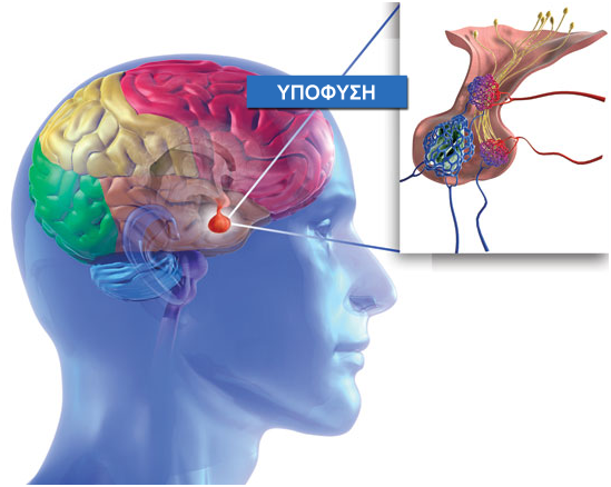 Pituitary_anatomy_2