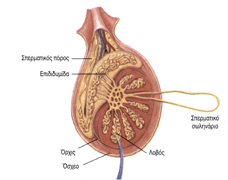 Testis