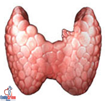  Thyroid bare