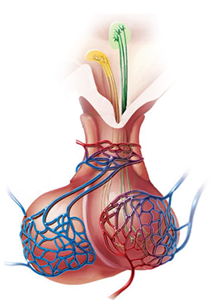 pituitary-hypothalamus