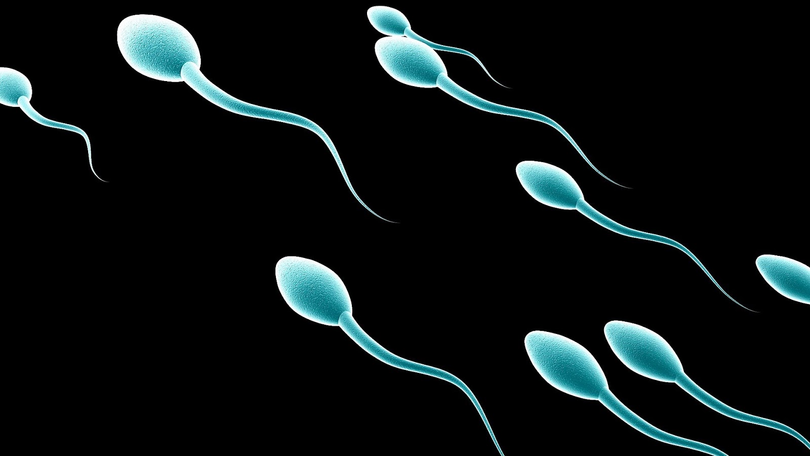 sperm